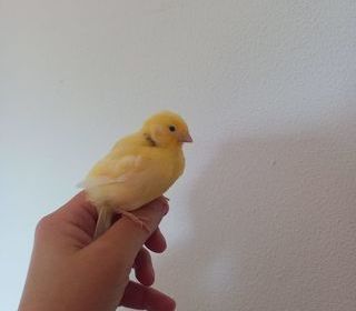 miniature