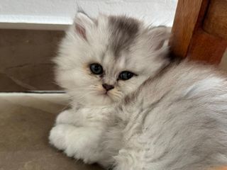 miniature