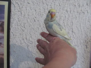 miniature