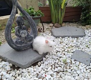 miniature