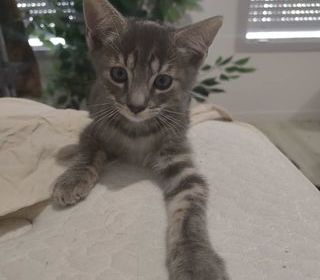miniature
