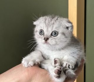 miniature