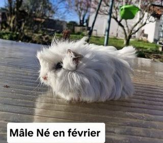 miniature