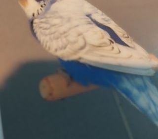 miniature