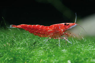 miniature