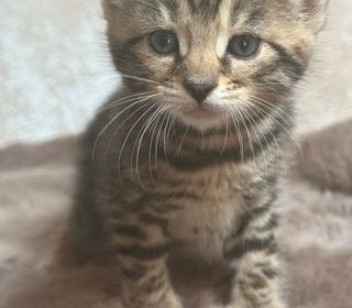 miniature