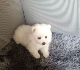 miniature