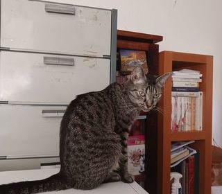 miniature