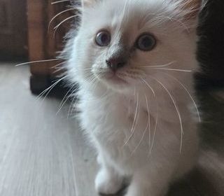 miniature