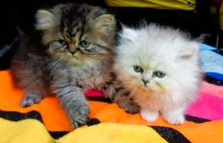 miniature