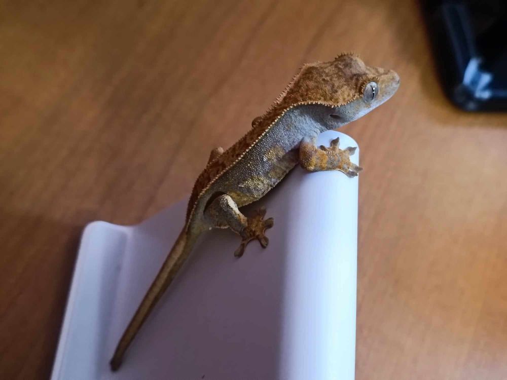 annonce-reptiles-strasbourg-67200-la-r-union-974-wa172441814