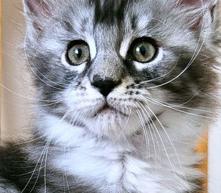 miniature