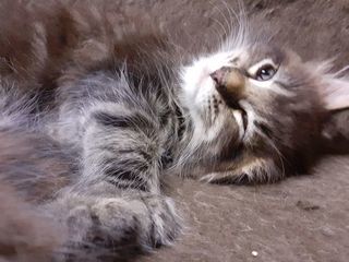 miniature