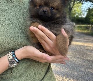 miniature