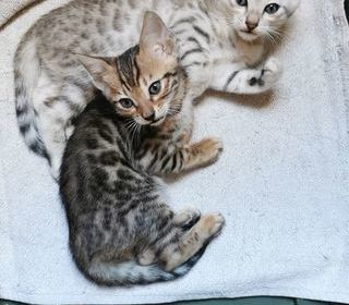 miniature