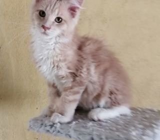miniature