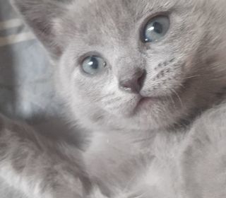 miniature