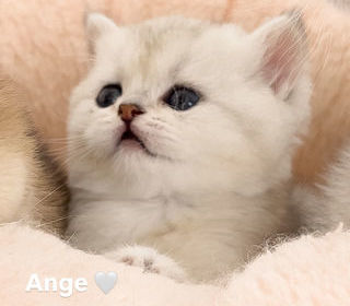 miniature