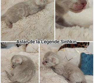 miniature