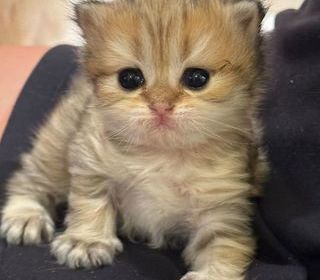 miniature