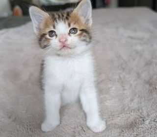 miniature