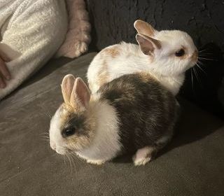 miniature