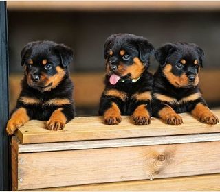 miniature