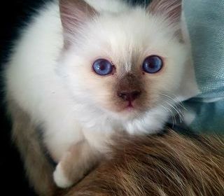 miniature