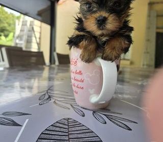 miniature