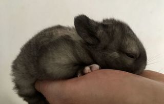 miniature