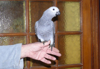 miniature