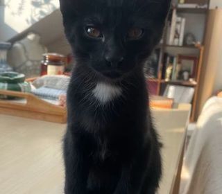 miniature