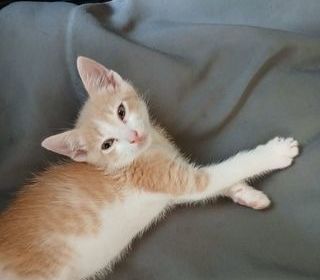 miniature