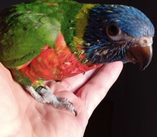 miniature