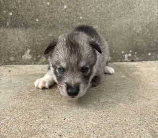miniature
