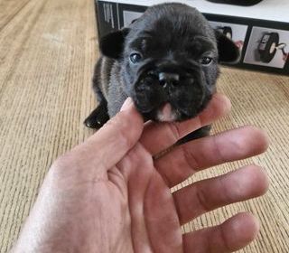 miniature