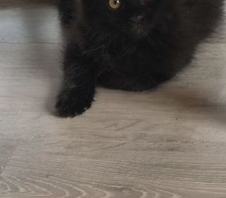 miniature