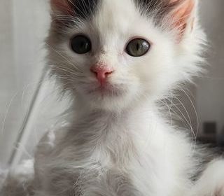 miniature