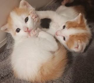 miniature