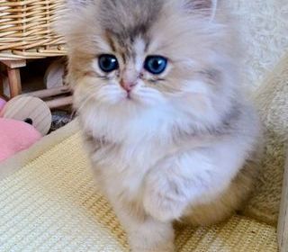 miniature