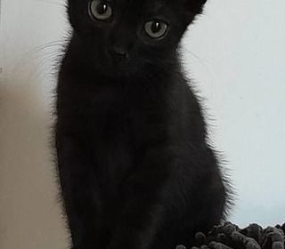 miniature