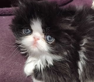 miniature
