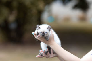 miniature