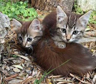 miniature