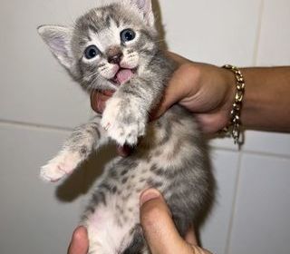miniature