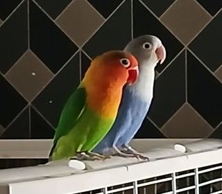 miniature