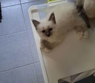 miniature