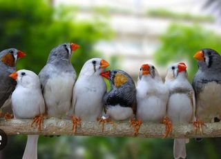 miniature