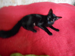 miniature