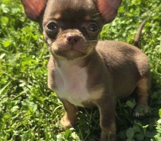 miniature